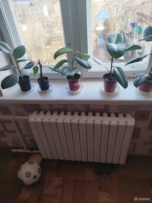 Фикус каучуканосный