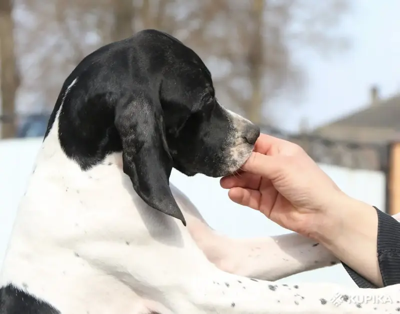 Щенок Английского пойнтера - Вся Беларусь - 243411 - Доска объявлений Kupika.by - Фото 10