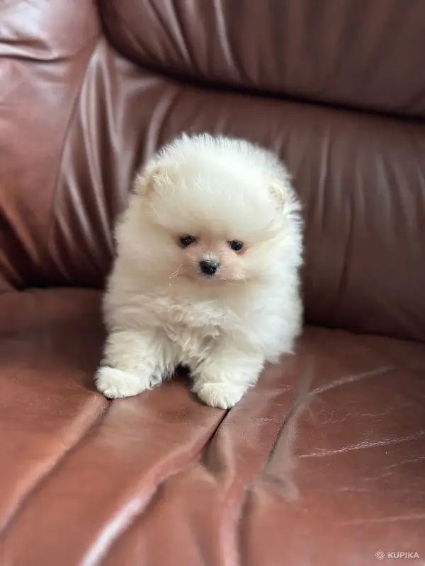 Померанский шпиц - Освея - 243548 - Доска объявлений Kupika.by - Фото 3