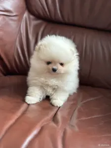 Померанский шпиц