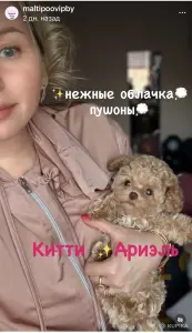 VIP качество мини микро мальтипу той пудель пушон