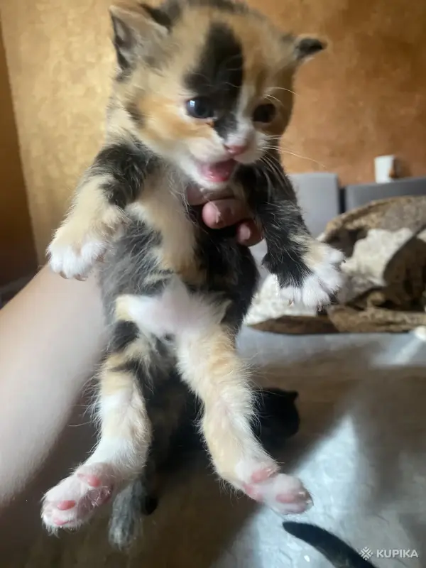 Котята в добрые руки - Вся Беларусь - 244122 - Доска объявлений Kupika.by - Фото 4