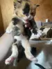 Котята в добрые руки - Вся Беларусь - 244122 - Доска объявлений Kupika.by - Фото 4