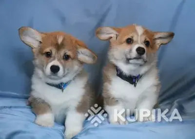 Вельш корги пемброк щенки - Вся Беларусь - 242598 - Доска объявлений Kupika.by - Фото 2