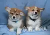 Вельш корги пемброк щенки - Вся Беларусь - 242598 - Доска объявлений Kupika.by - Фото 2