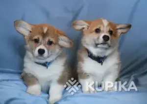 Вельш корги пемброк щенки