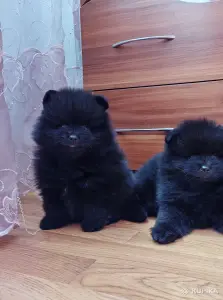 Мальчики померанский шпиц