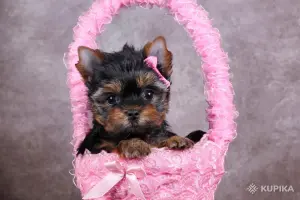 ШИКАРНЫЕ ЩЕНКИ ЙОРКА