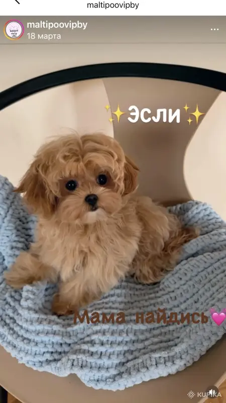 Собаки - VIP качество мини микро мальтипу той пудель пушон - Вся Беларусь - Фото 6 VIP качество мини микро мальтипу той пудель пушон - Вся Беларусь - 243767 - Доска объявлений Kupika.by - Фото 6