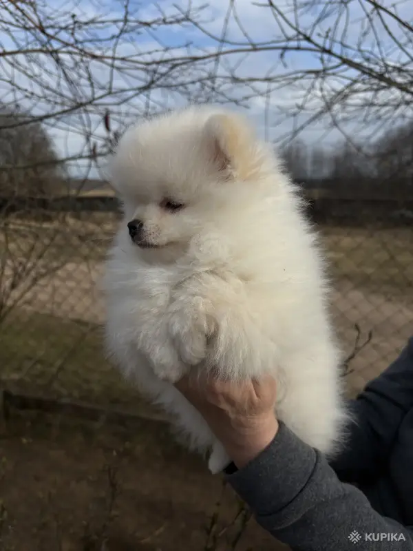 Шпиц, щенки шпица - Вся Беларусь - 242467 - Доска объявлений Kupika.by - Фото 4