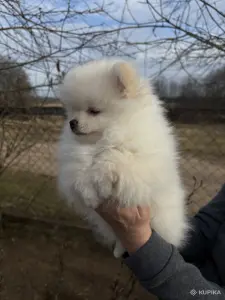 Шпиц, щенки шпица