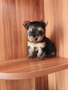 Померанский шпиц.