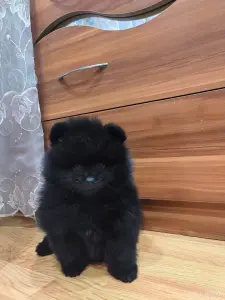 Померанский шпиц.