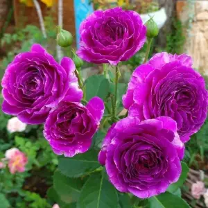 Саженцы роз