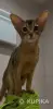 Абиссинский котёнок девочка - Вся Беларусь - 244995 - Доска объявлений Kupika.by - Фото 3