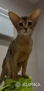 Абиссинский котёнок девочка