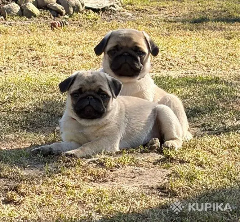 Щенок мопса (мопс)