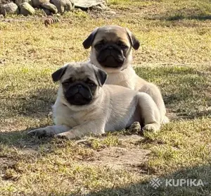 Щенок мопса (мопс)