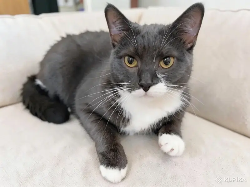 Шани - и умная и коасивая