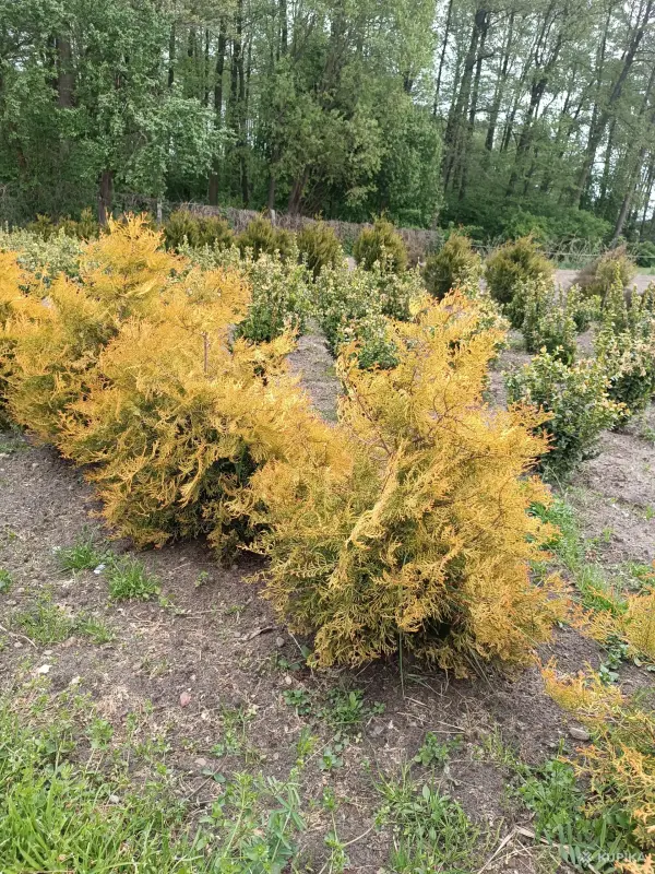 Туя рэйнголд - Вся Беларусь - 244573 - Доска объявлений Kupika.by - Фото 3