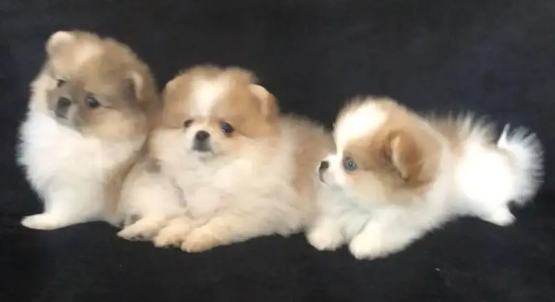 Собаки - померанский шпиц - Вся Беларусь померанский шпиц - Вся Беларусь - 242040 - Доска объявлений Kupika.by