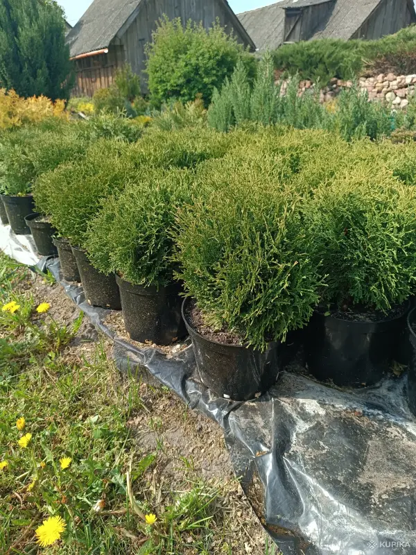 Туи Даника, Мириам, хозери, вудварди