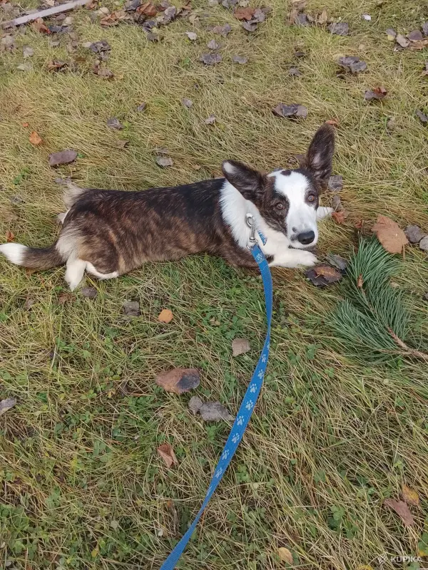 Девочка корги кардиган подрощенная