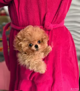 VIP качество мини микро мальтипу той пудель пушон