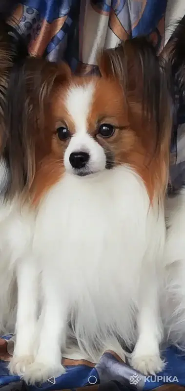 Щенки папильона - Вся Беларусь - 244891 - Доска объявлений Kupika.by - Фото 7