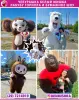 АНИМАТОР БЕЛЫЙ МЕДВЕДЬ МИШКА ЧЕБУРАШКА ГОРИЛЛА ЛАБУБУ РОСТОВЫЕ КУКЛЫ БУМАЖНОЕ ШОУ В БРЕСТ КОБРИН И ОБЛАСТЬ - Вся Беларусь - 246175 - Доска объявлений Kupika.by