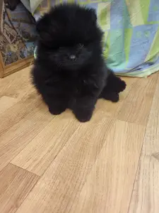 Мальчики померанский шпиц