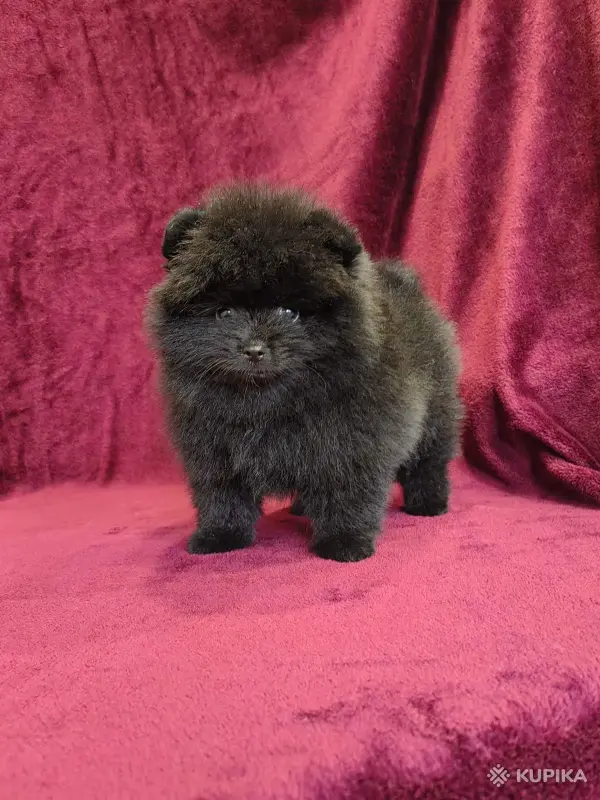 Щенки померанского шпица - Вся Беларусь - 243211 - Доска объявлений Kupika.by - Фото 2