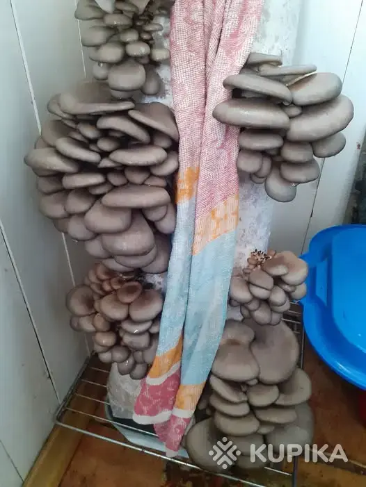 Грибные блоки вешенки. - Вся Беларусь - 243227 - Доска объявлений Kupika.by - Фото 7