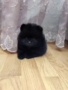 Шпиц померанский