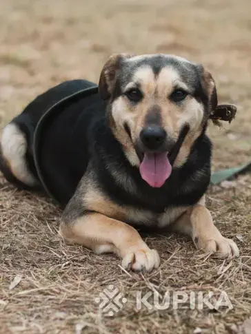 Собаки в дар!