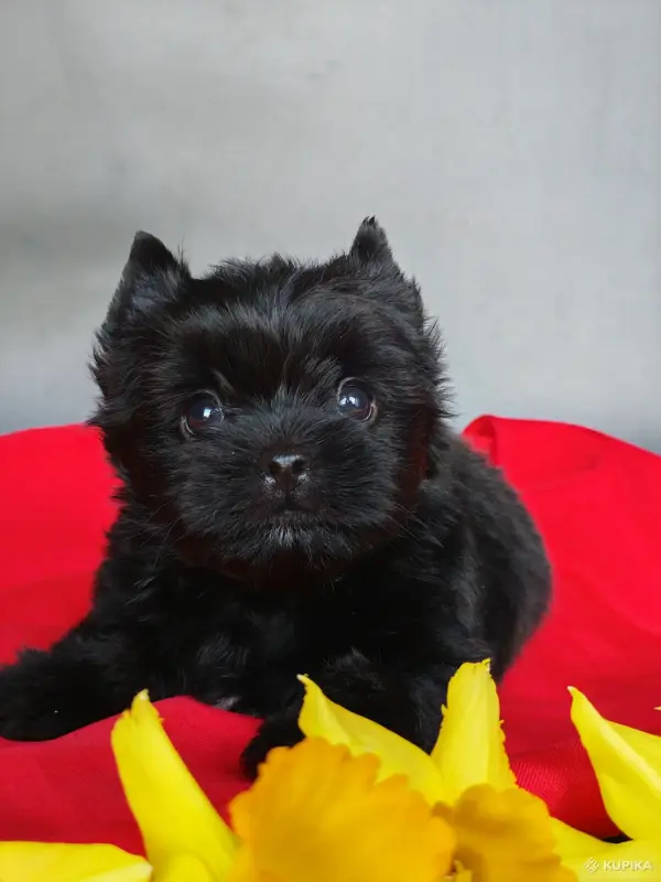 Чёрный йоркширский терьер - Вся Беларусь - 244035 - Доска объявлений Kupika.by - Фото 2