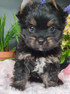 Йоркширский терьер девочка без перецвета