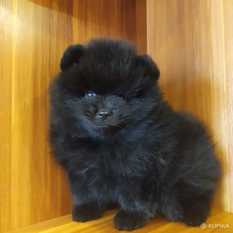 Собаки - Померанский шпиц. - Вся Беларусь - Фото 2 Померанский шпиц. - Вся Беларусь - 243164 - Доска объявлений Kupika.by - Фото 2