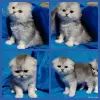 Кошки - Котята шиншиллята, шотландские. - Вся Беларусь - Фото 4 Котята шиншиллята, шотландские. - Вся Беларусь - 243175 - Доска объявлений Kupika.by - Фото 4