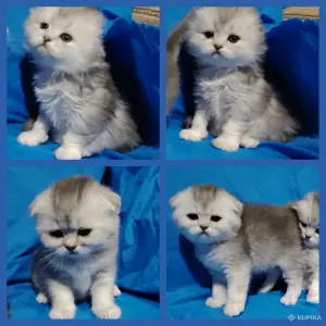 Котята шиншиллята, шотландские.