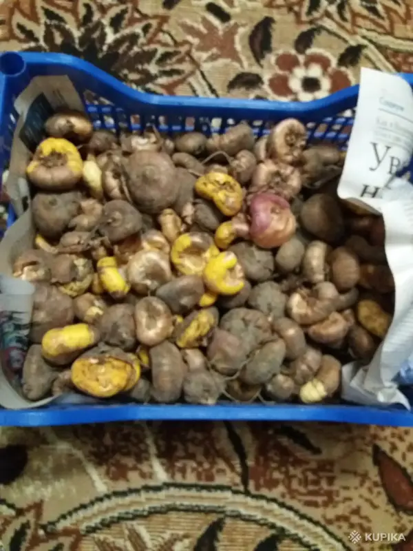 гладиолусы