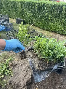 Продажа самшита и туй, по РБ, разной высоты, от 1 руб