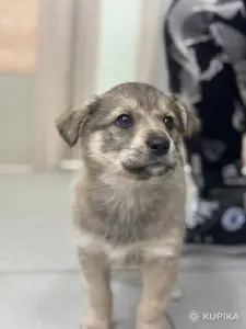 Джина и ее щенки (2 месяца) ищут дом