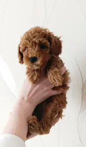 Щенок той-пудель девочка