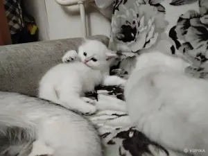 Шотландские котята.