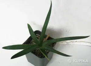 Алое Ellenbeckii (Asph.)