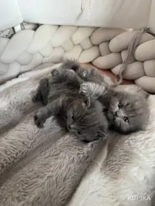 Вислоухий котик