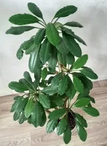 Комнатные растения молочай 1м