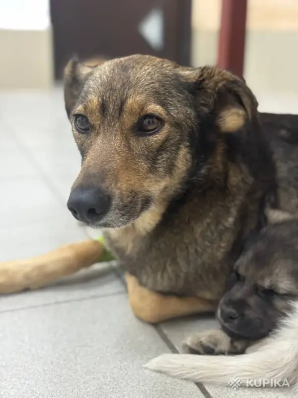 Джина и ее щенки (2 месяца) ищут дом - Вся Беларусь - 247216 - Доска объявлений Kupika.by - Фото 8