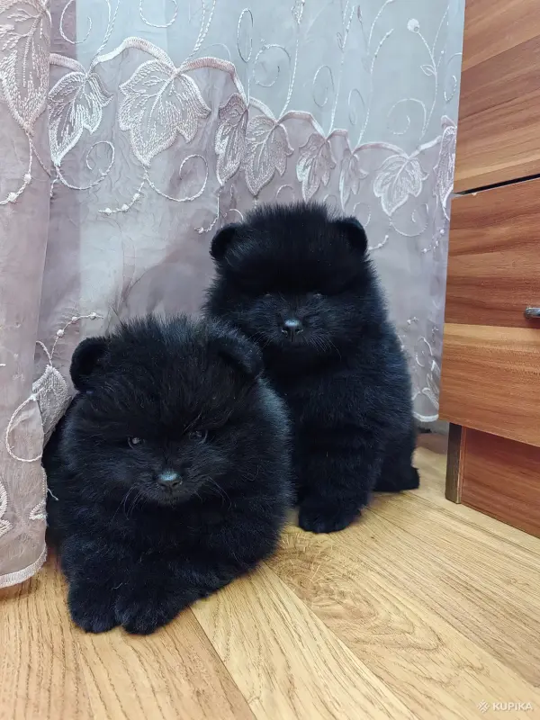 Мальчик померанского шпица.